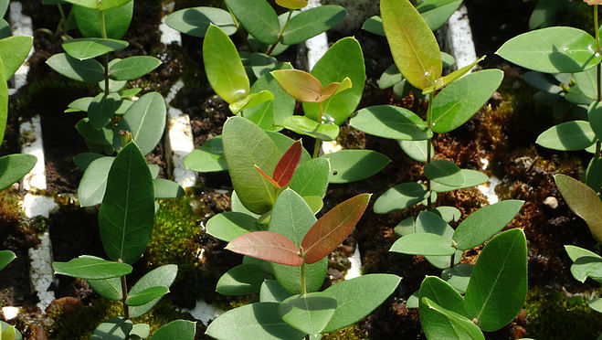 Pflanzen eines Aufforstungsprojekts in Uruguay